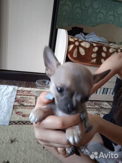 Щенки чихуахуа