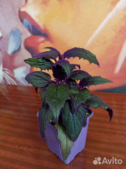 Пурпурное счастье на вашем окне