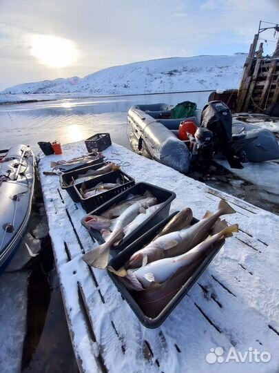 Рыбалка в баренцевом море