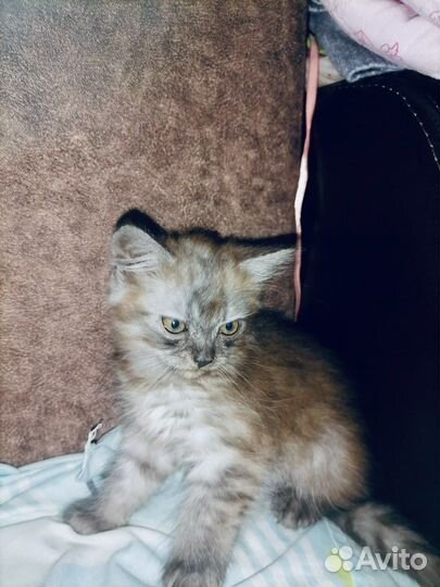 Домашние животные кошки