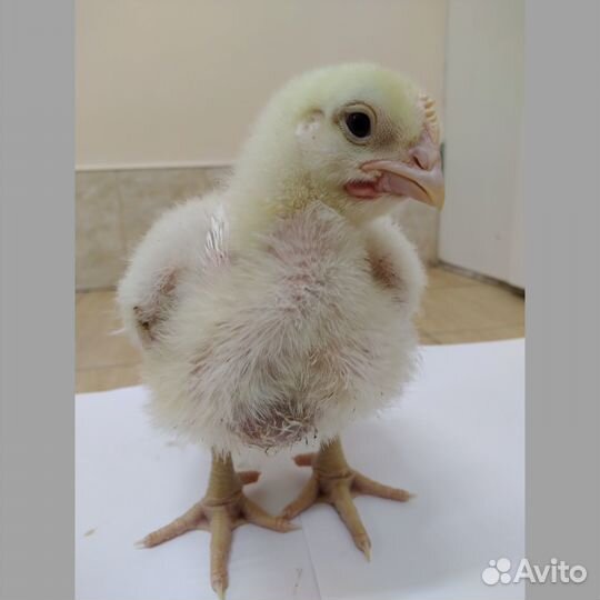 Цыплята Бройлеры подрощенные 4 недели