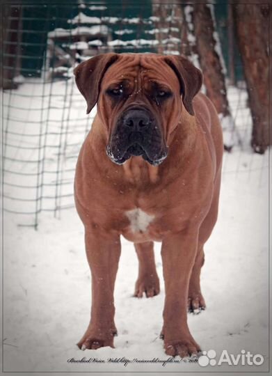 Щенки бурбуля