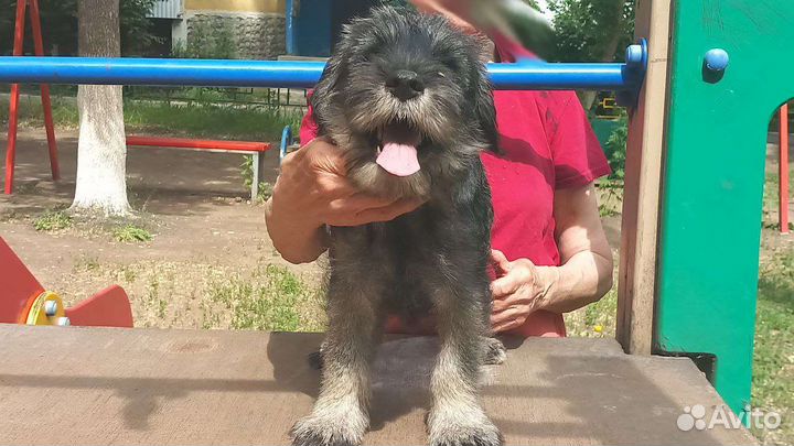 Миттельшнауцер