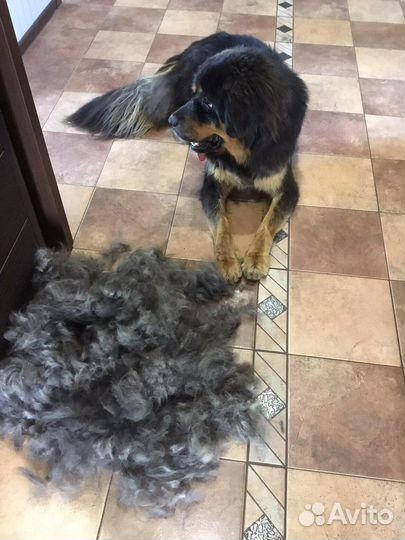 Пух Тибетского Мастифа