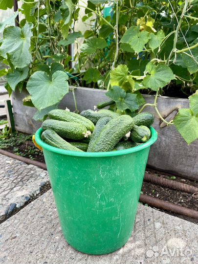 Огурцы 7л очень вкусные