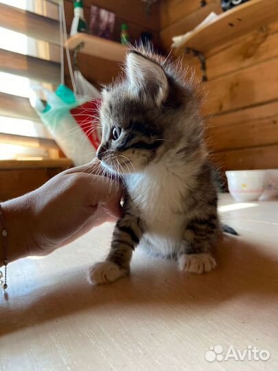 Трёхцветный котёнок бесплатно