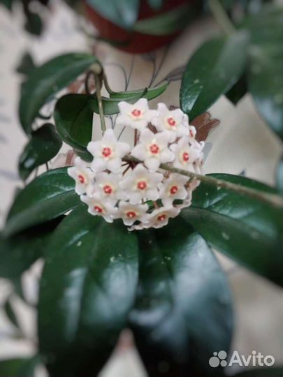 Комнатные растения