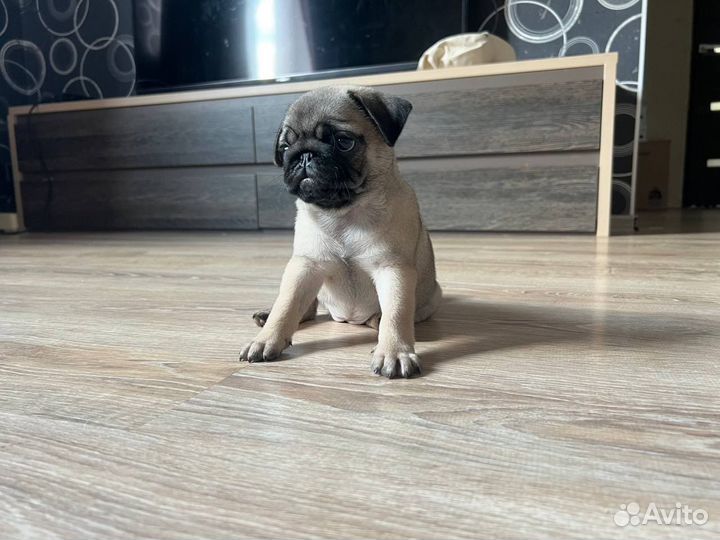 Щенок мопса
