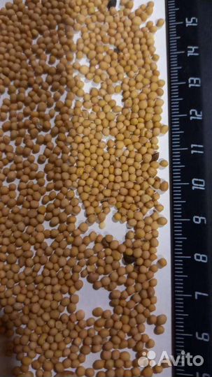 Семена горчицы