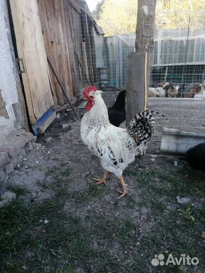 Куры семья 1+5