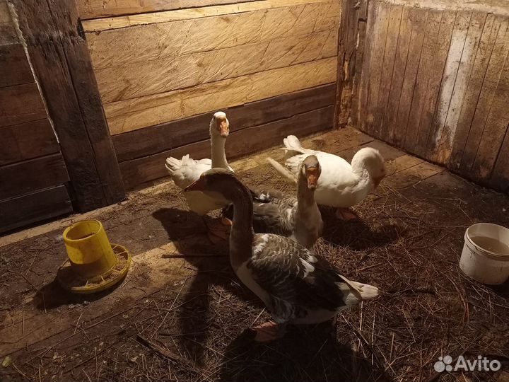 Холмогорские гуси