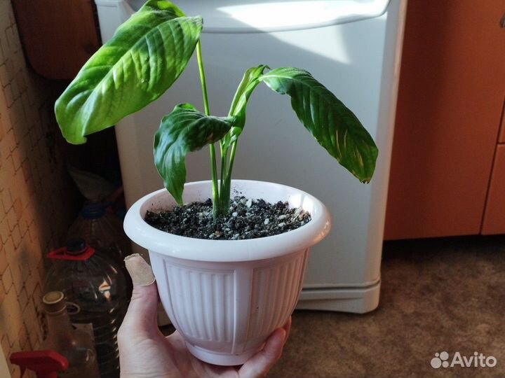 Комнатные цветы