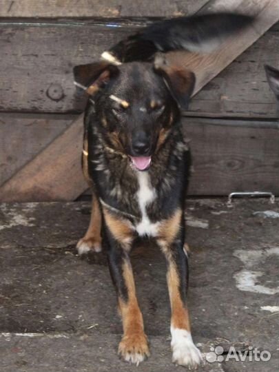 Тимон ищет дом