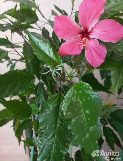 Гибискус или китайская роза