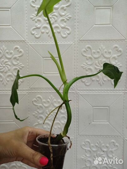 Филодендрон дракон