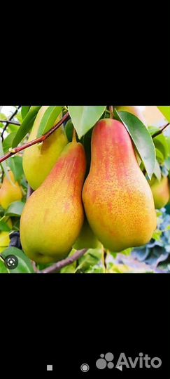 Черешня, груша, яблоня, персик, абрикос, слива