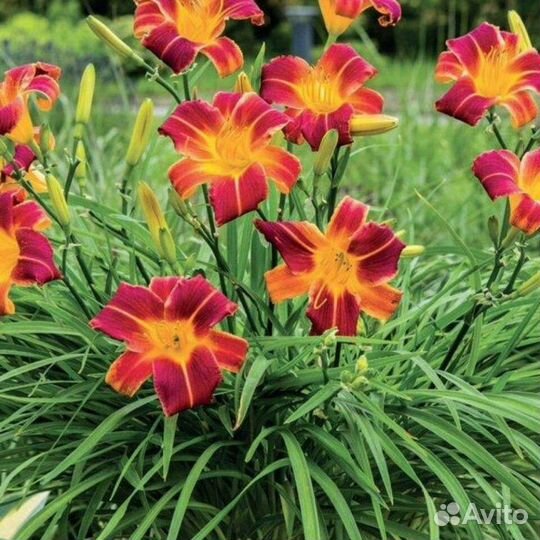 Лилейник гибридный эверидейлили ред рибзлилейник г