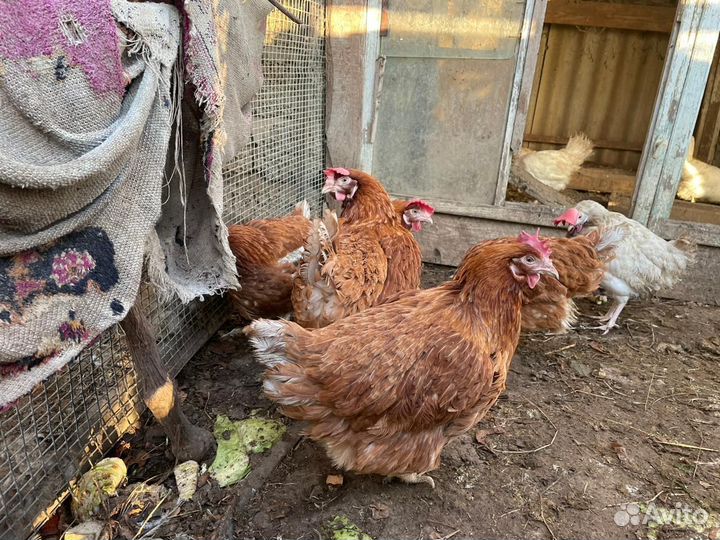 Куры молодки несушки легорны