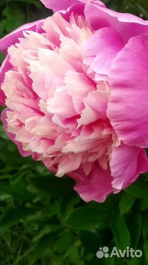 Пион травянистый (корневища)