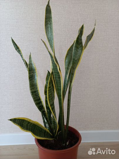 Комнатные цветы