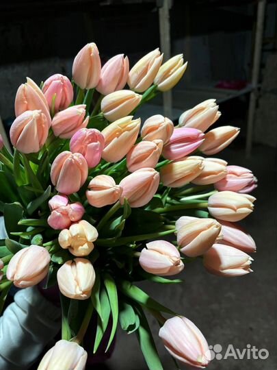 Тюльпаны оптом