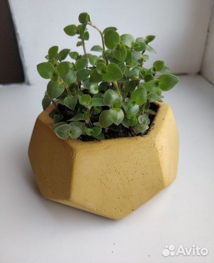 Каллизия в бетонном горшке, домашний цветок