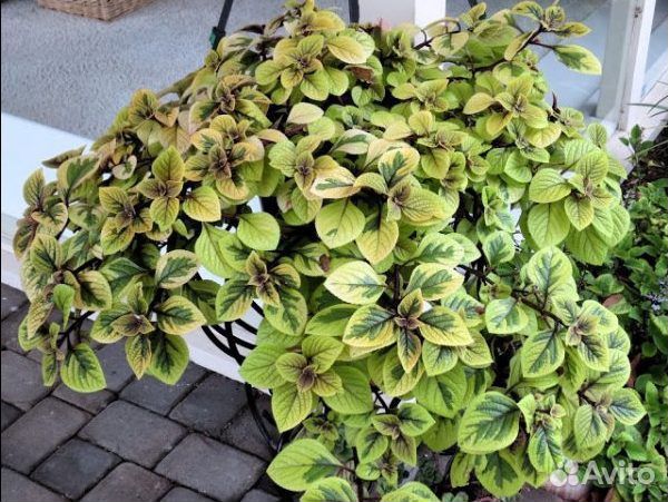 Плектрантус вариегатный