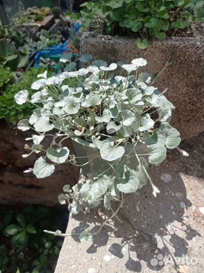 Ампельные растения для улицы