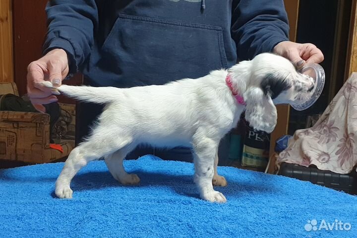 Щенки английского сеттера