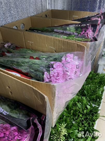 Цветы, розы, живые букеты