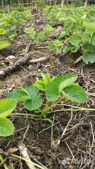 Рассада клубники усы