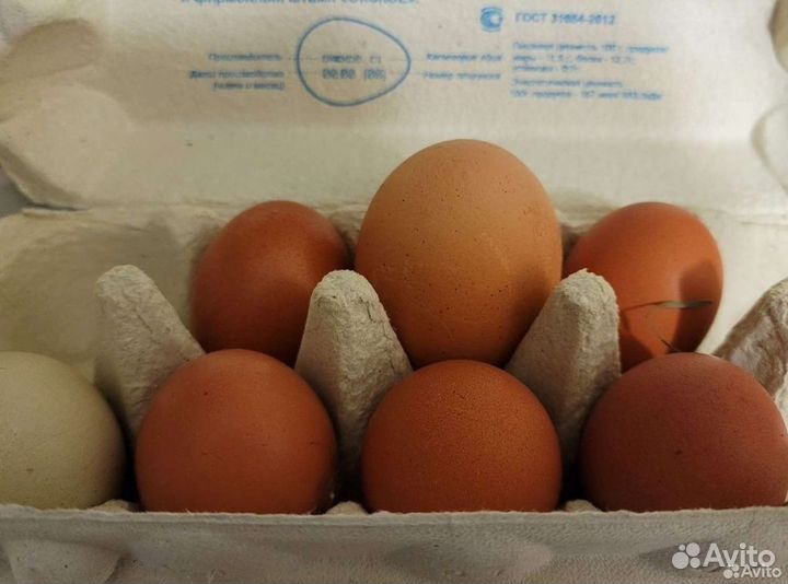 Куры несушки и Петухи 1.5 год, Петушки молодые