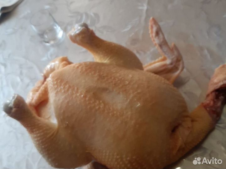 Куры домашние