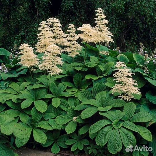 Роджерсия каштанолистная, семена