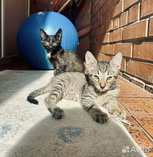 Котята в добрые руки приучены к лотку