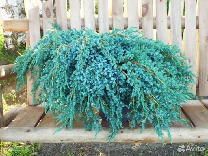 Можжевельник много сортов