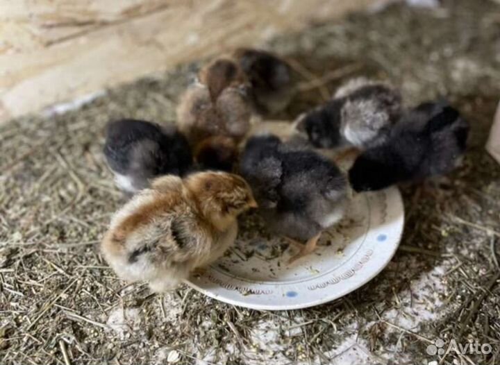 Инкубационное яйцо разных пород