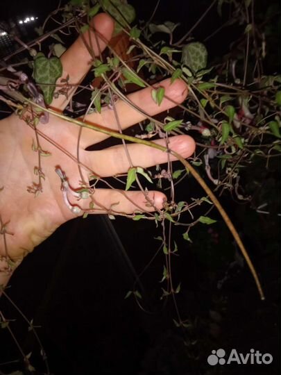 Церопегии Вуда 5 сортов.Суккуленты