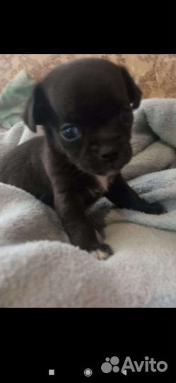 Щенки чихуахуа