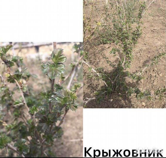 Саженцы крыжовника. Жёлтый и розовый крыжовник