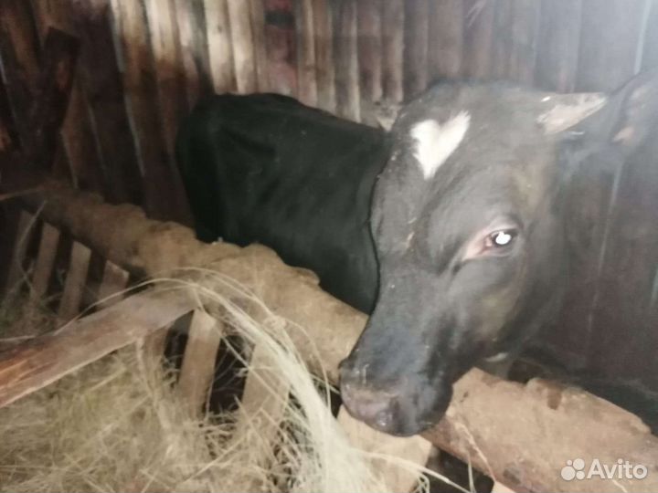 Нетель и бык