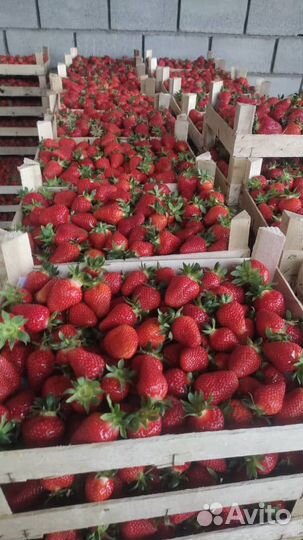 Клубника Киргизская