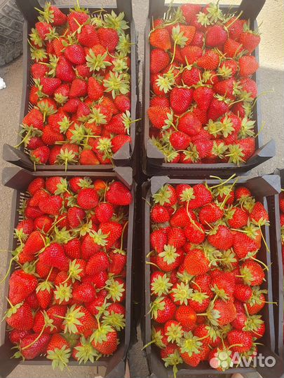 Клубника свежая