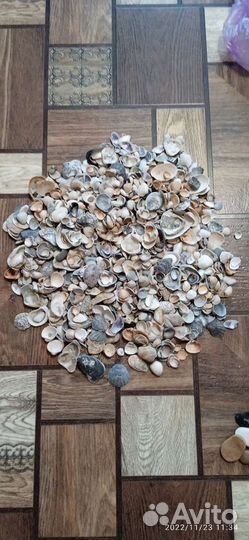 Морские ракушки и камни