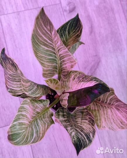 Комнатные растения.Филодендрон Биркин