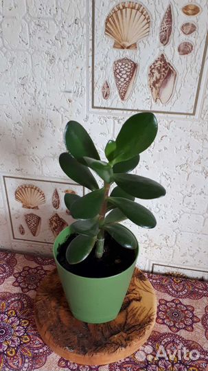 Толстянка - денежное дерево