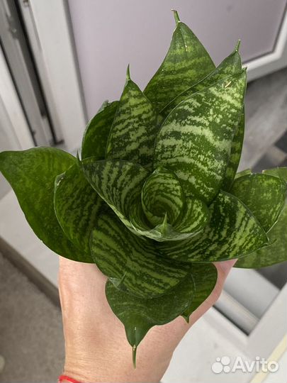 Сансевиерия тещин язык