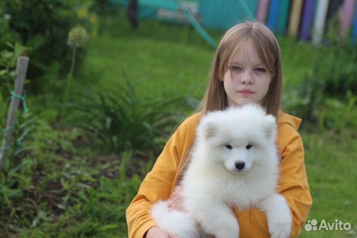 Щенки самоеда