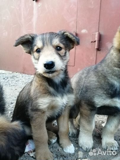 Человек и собака это отличная команда