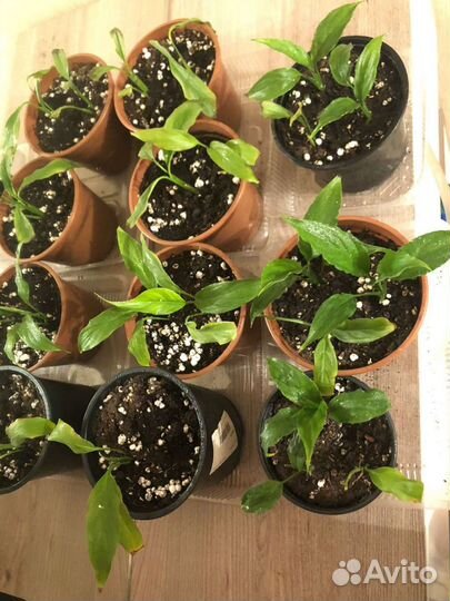 Комнатные растения